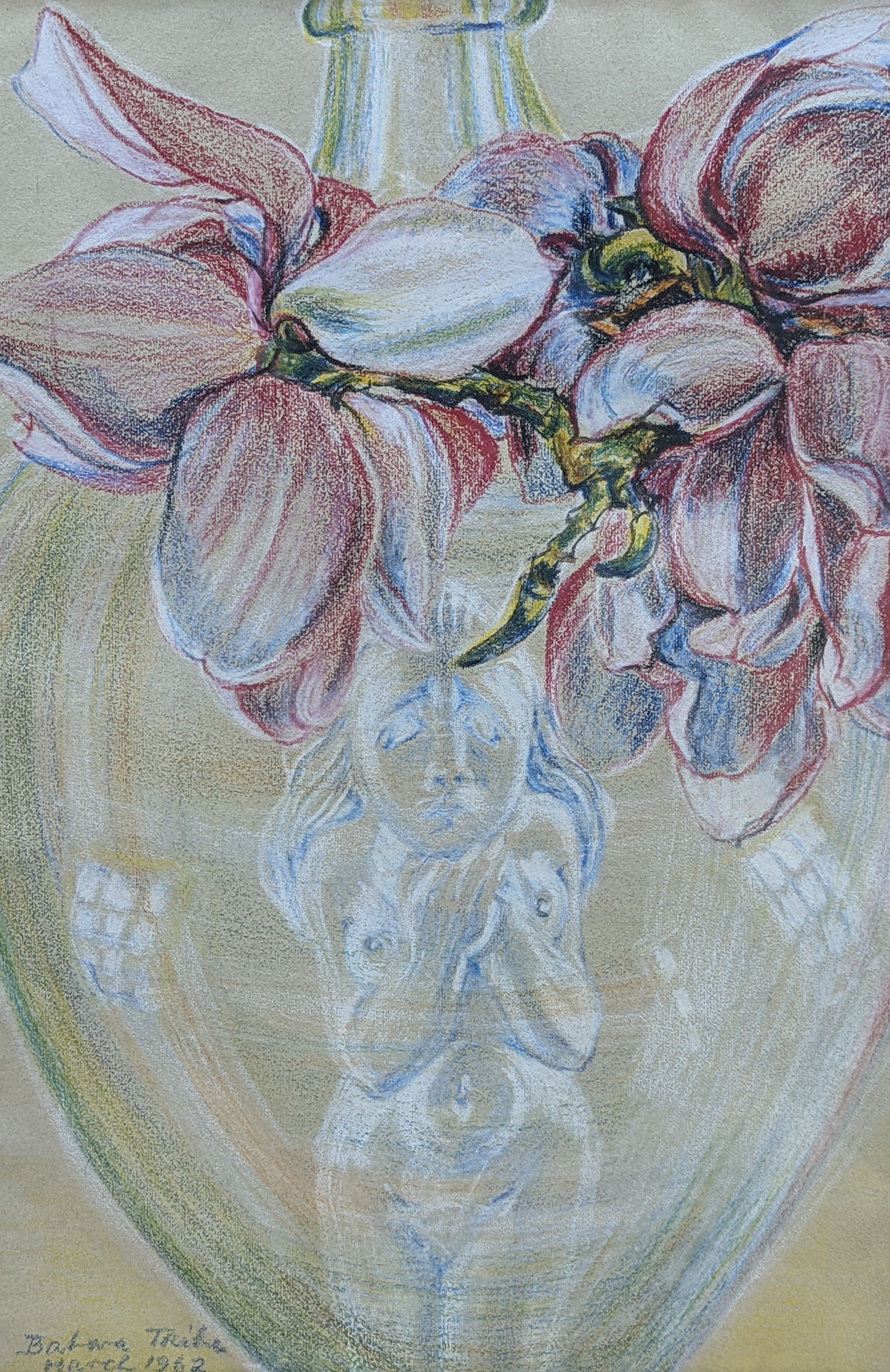 Barbara Tribe (1913-2000), coloured crayons, Study of magnolia, signed and dated 1962, 55 x 37cm